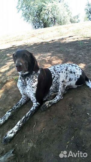 Курцхаар вязка