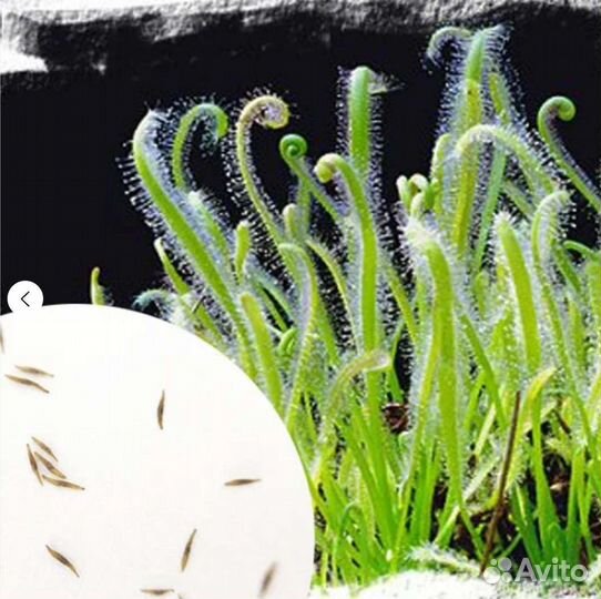 Семена Росянок микс тропических видов, 20-25 шт