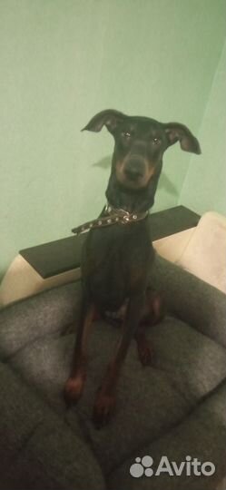 Доберман Локи