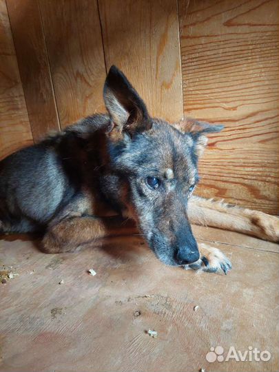 Последние желание собаки из приюта