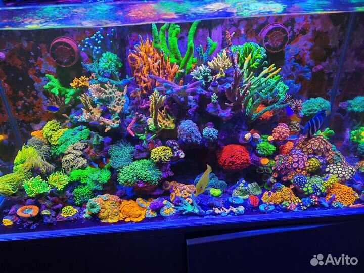 Кораллы для аквариума