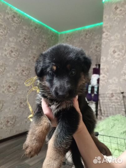 Немецкая овчарка