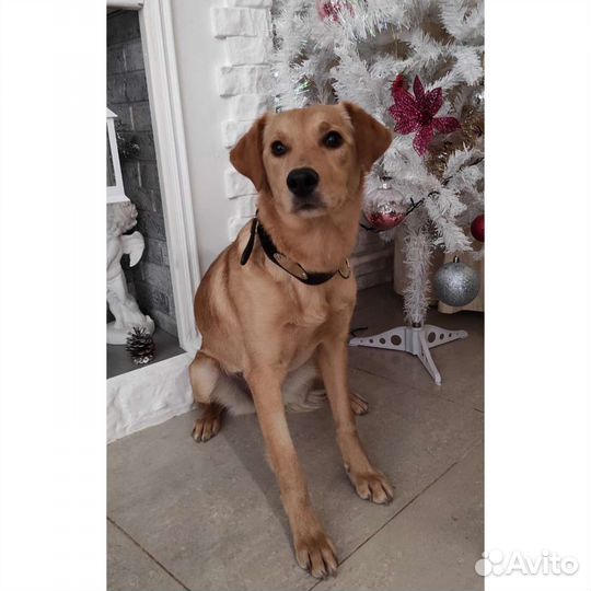 Собака метис спаниеля отдам