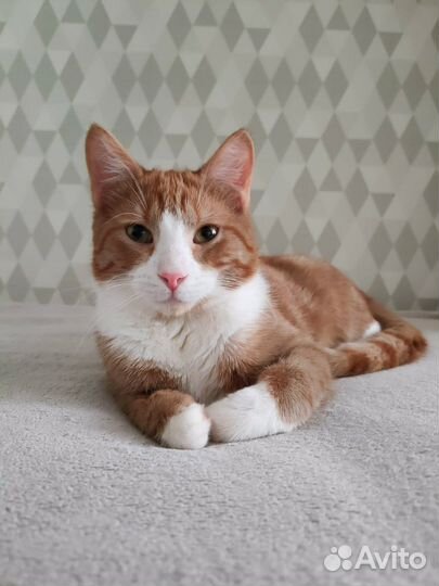 Здравствуй Мам