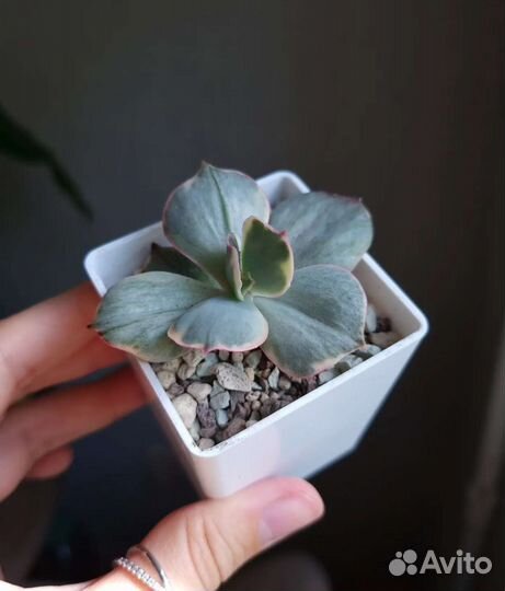 Echeveria ice age, Decora, gigantea