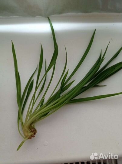 Хлорофитум