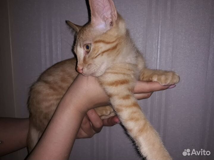 Котенок,котята,кот