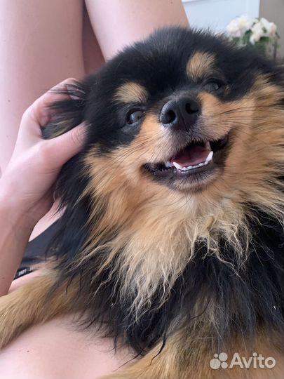 Собака в аренду для прогулок и фотосессии