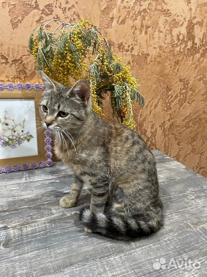 Котёнок-подросток