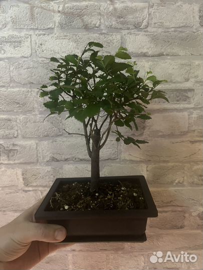 Дерево бонсай вяз