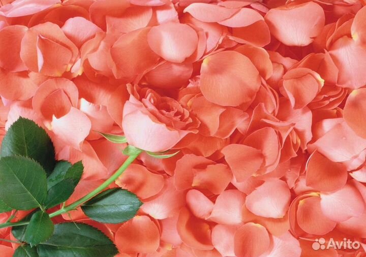 Лепестки роз