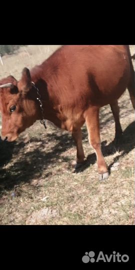 Первотёлка