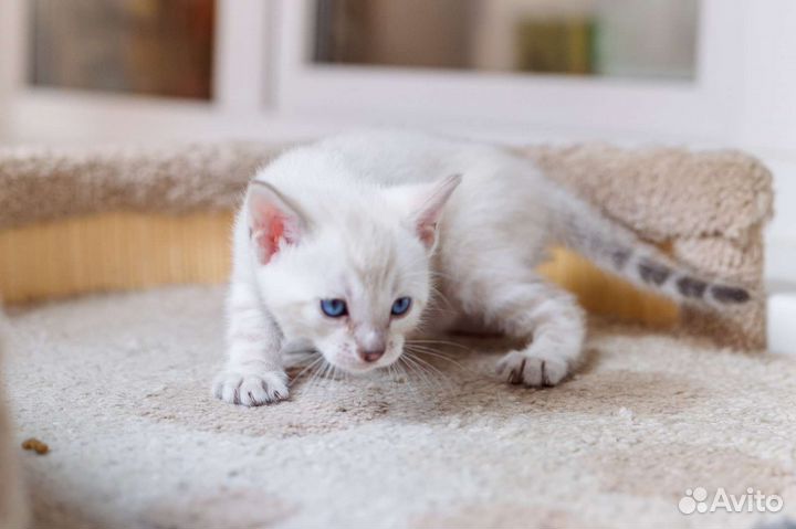 Чистокровные бенгальские котята,питомник,документы