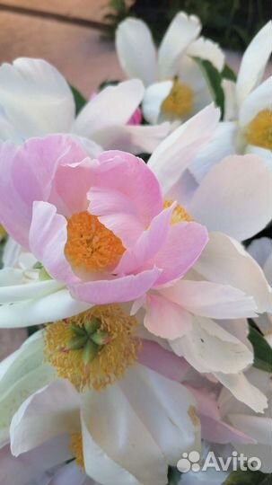 Пион Кринклед Уайт