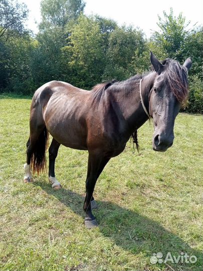 Лошадь кобыла