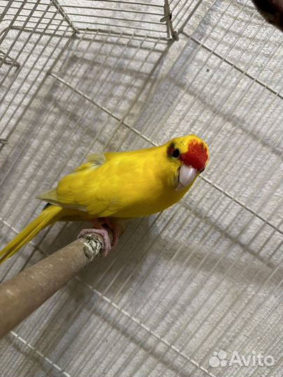 Попугай Какарик