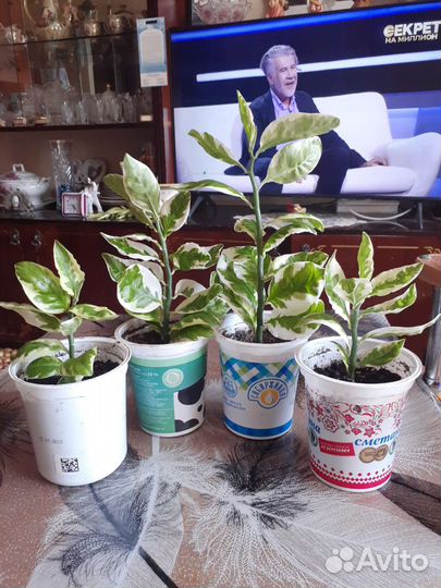 Педилантус, роскошный комнатный цветок