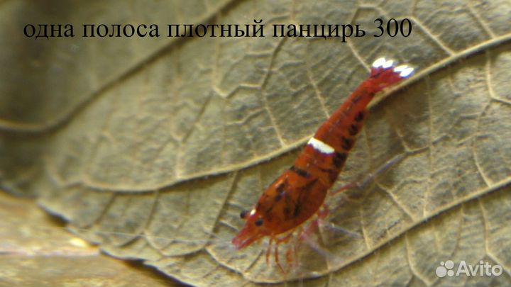 Аквариумные Креветки Кристаллы TaiwanBee Бонусы