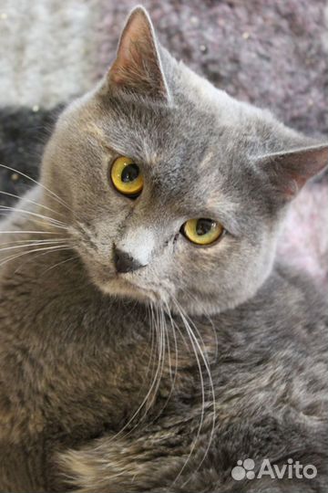 Подарите Доче шанс на счастливую жизнь :)