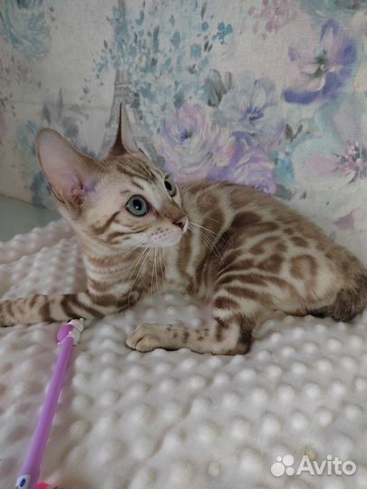 Бенгальский котенок