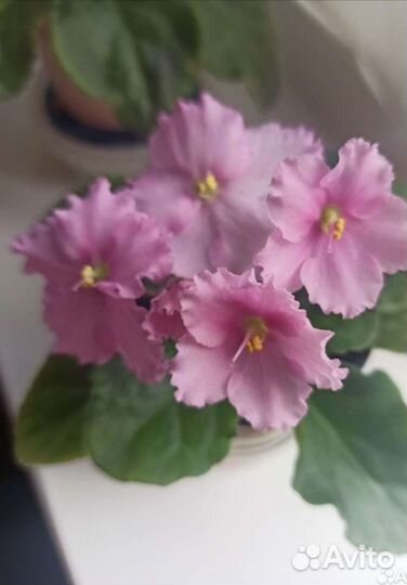 Детки сортовых фиалок