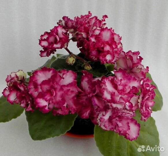 Сортовые фиалки