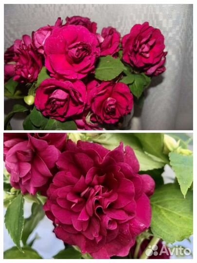 Красивые бальзамины