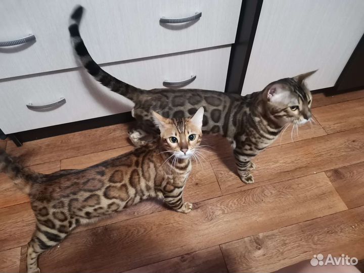 Бенгальские котята