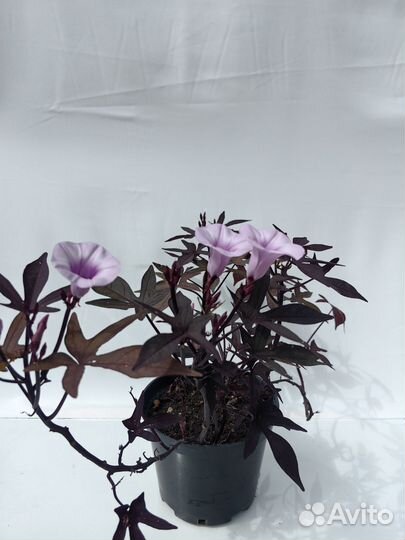 Ипомея батат