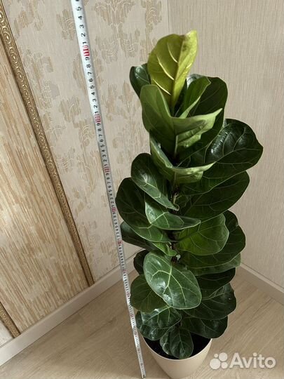 Фикус лирата бамбино