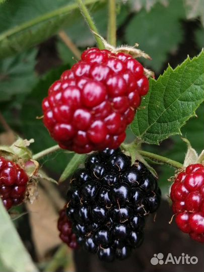 Ежевика саженцы Лох Тей зкс