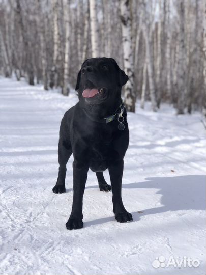 Лабрадор для вязки
