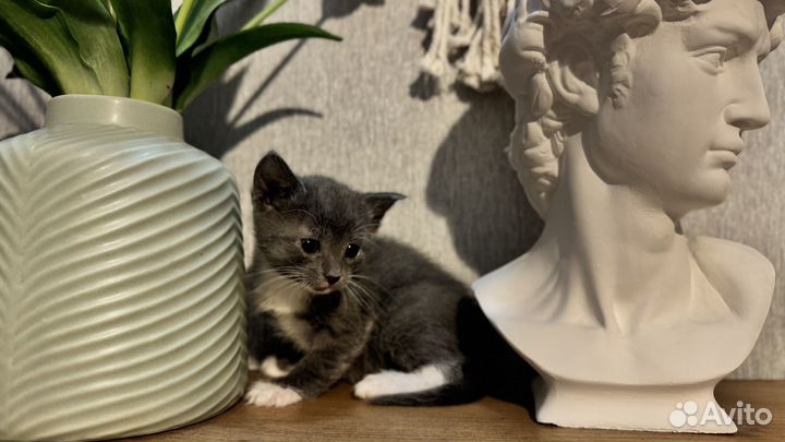 Котенок-девочка от домашней умной кошки