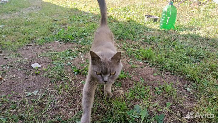 Кошка Британка отдам в добрые руки