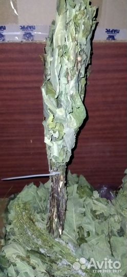 Дубовые веники для бани с травами