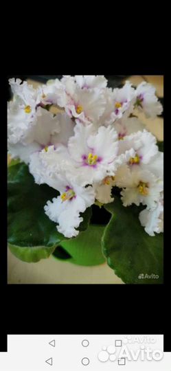 Фиалки разные, махровые перламутровые