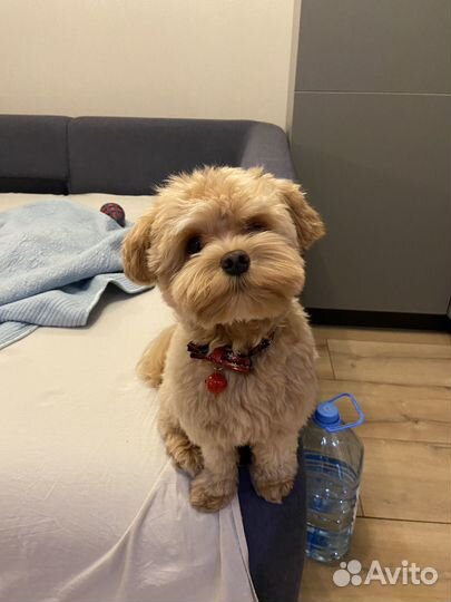 Мальтипу f1 вязка (мальчик)