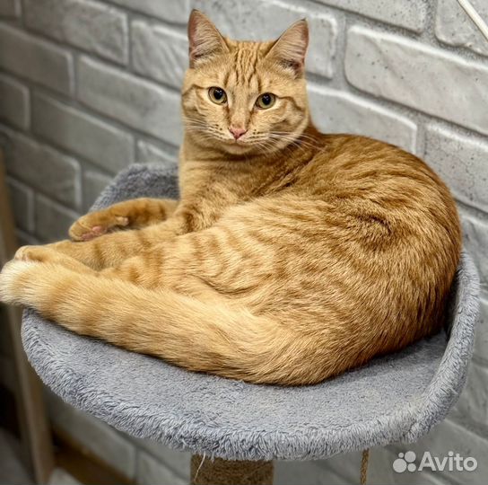 Кот в добрые руки