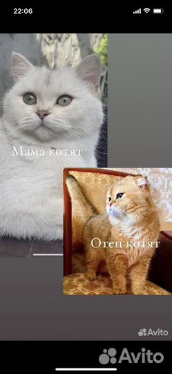 Котята