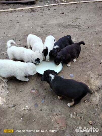 Щенки
