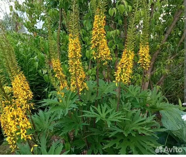 Бузульник растение