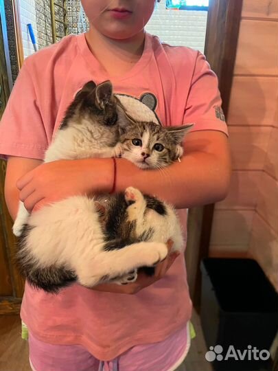 Симпатюли котята в добрые руки