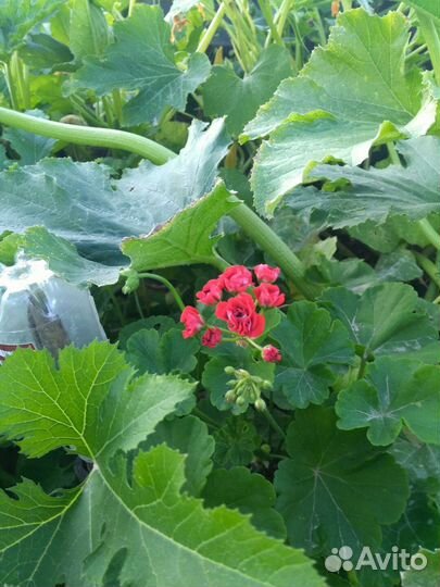 Цветы: герань, бальзамин, колеус