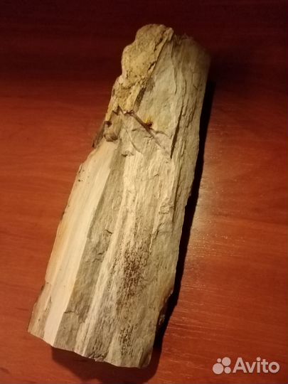 Окаменелое дерево