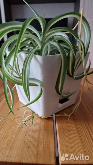 Хлорофитум Бонни