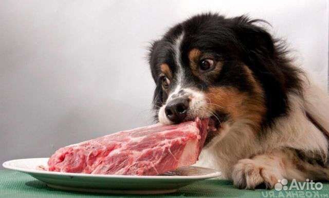 Мясо говядина для собак