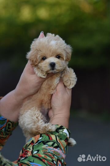 Мальтипу f1 mini Девочка