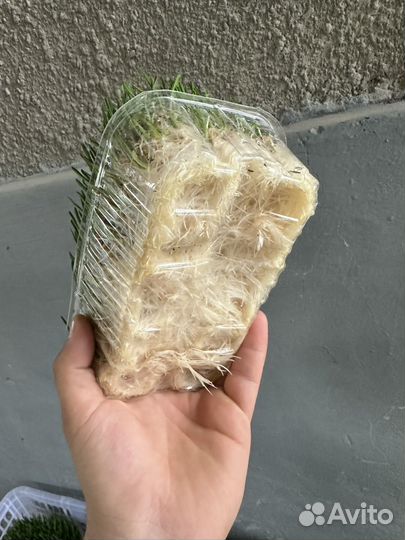 Микрозелень пшеница,овес