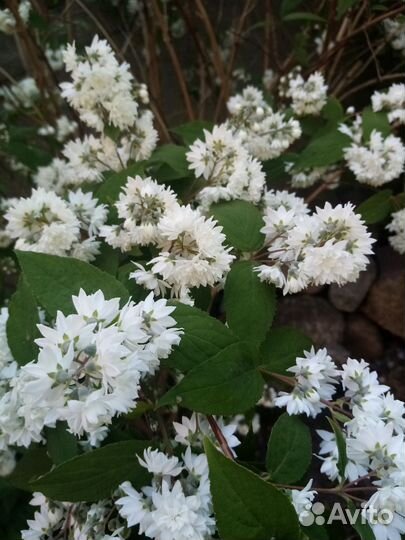 Дейция декоративный кустарник