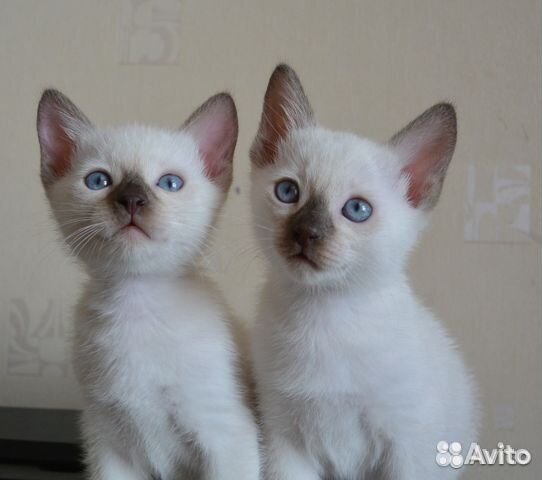 Ненаглядные любимчики-тайцы